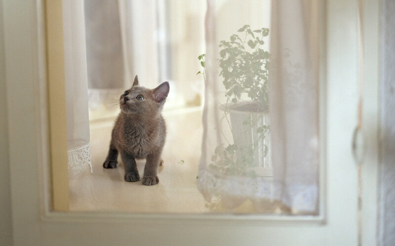Gray Kitten on Windowsill — Calm, Morning