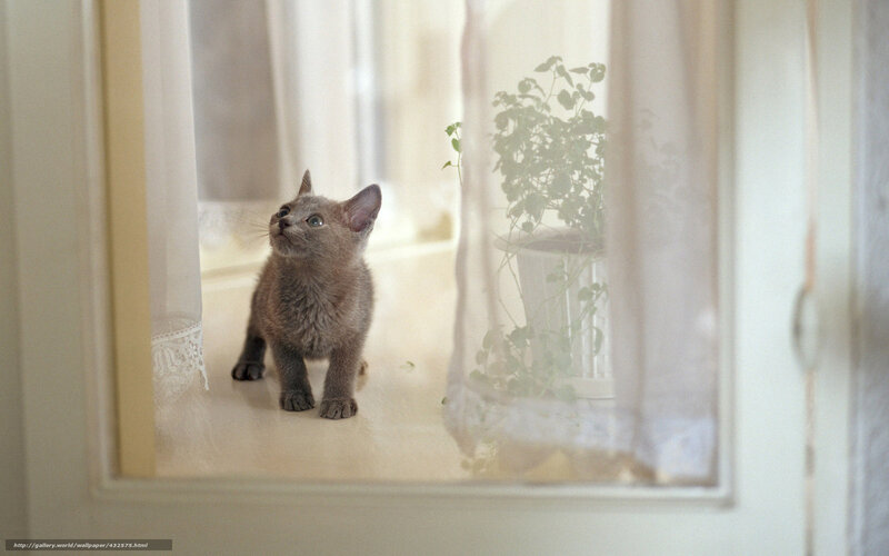 Gray Kitten on Windowsill — Serene