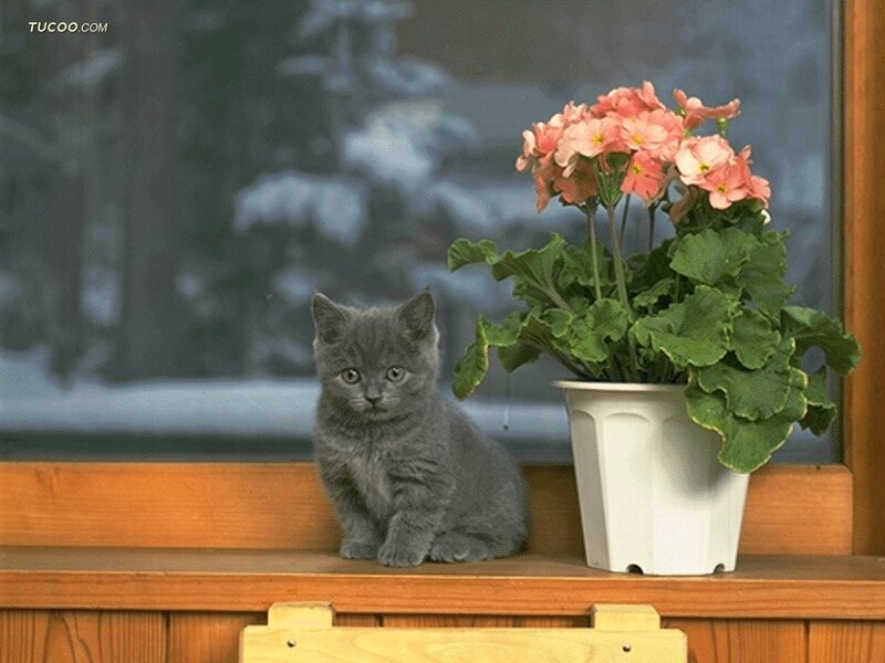 Gray Kitten on Windowsill