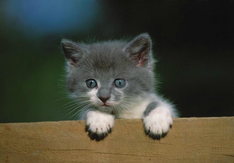 Gray Kitten on Wood — Curious, Photograph