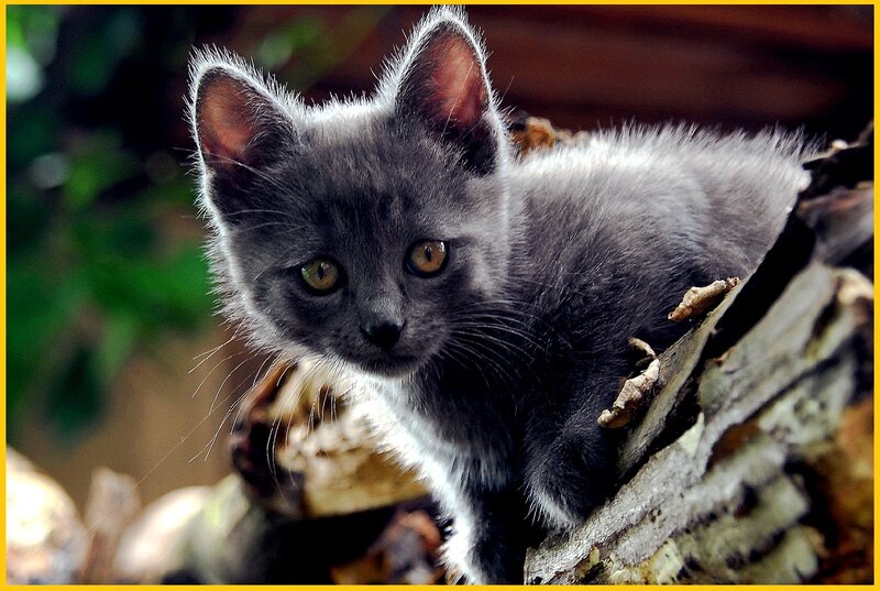 Gray Kitten on Wood — Curious