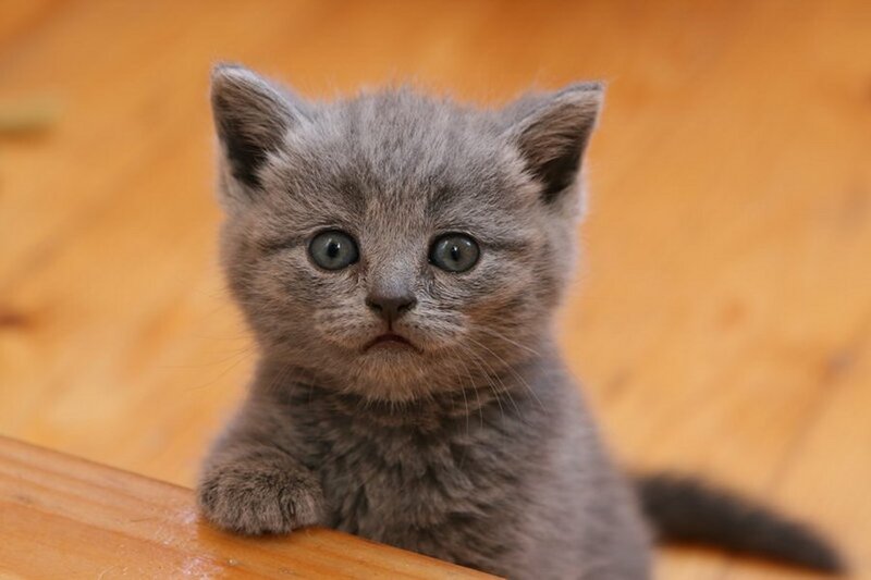 Gray Kitten on Wood