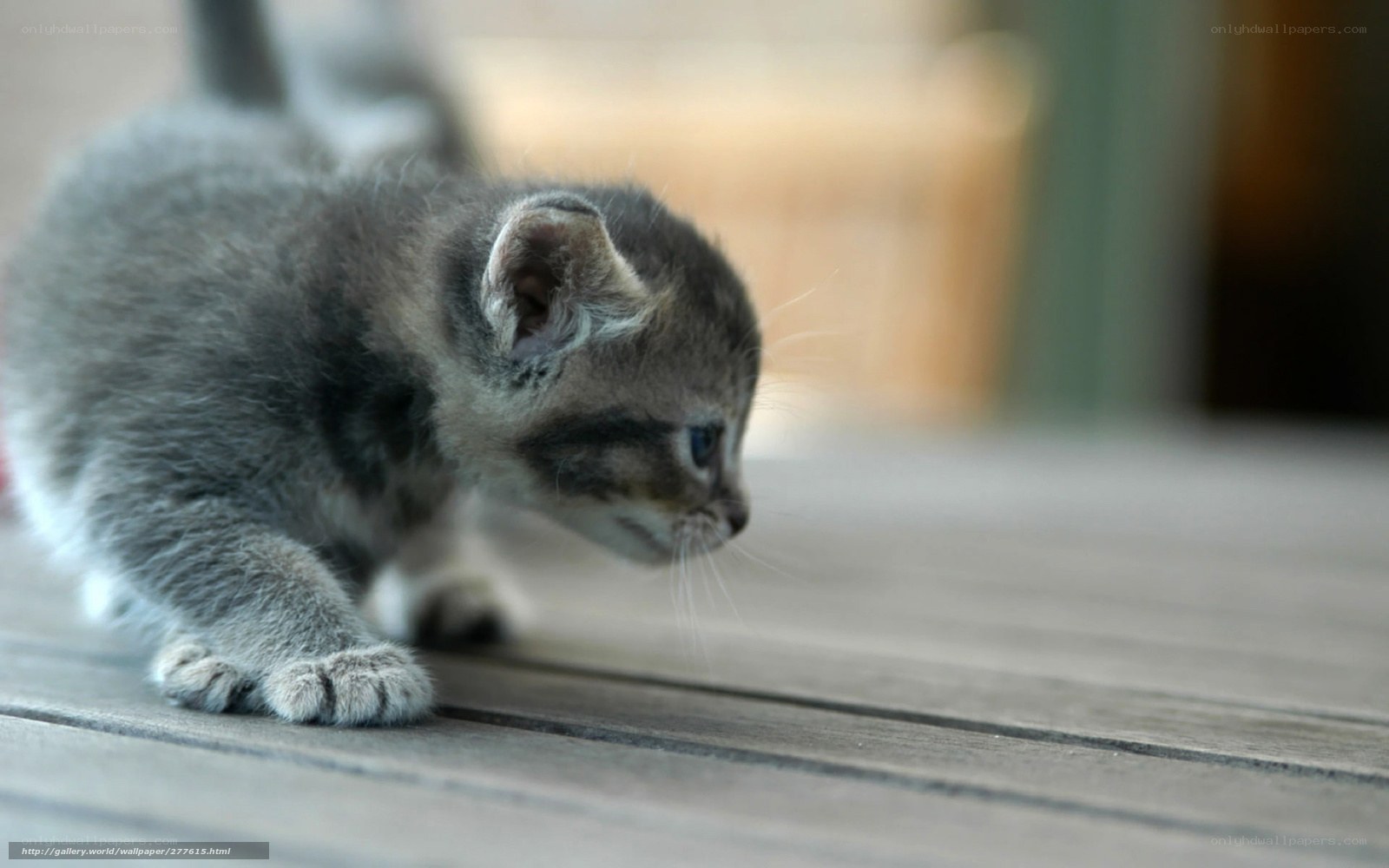 gray kitten on wooden deck
