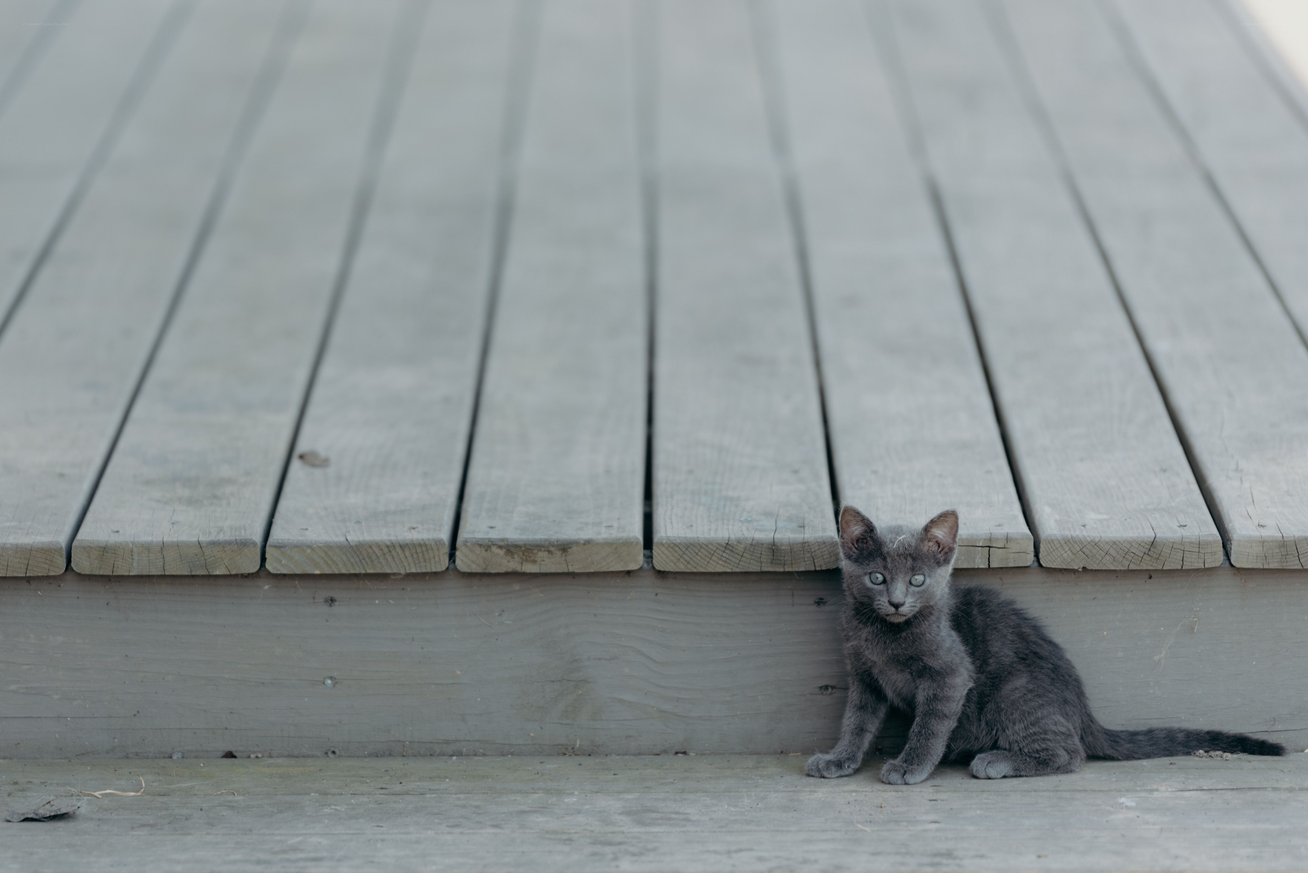 gray kitten on wooden deck
