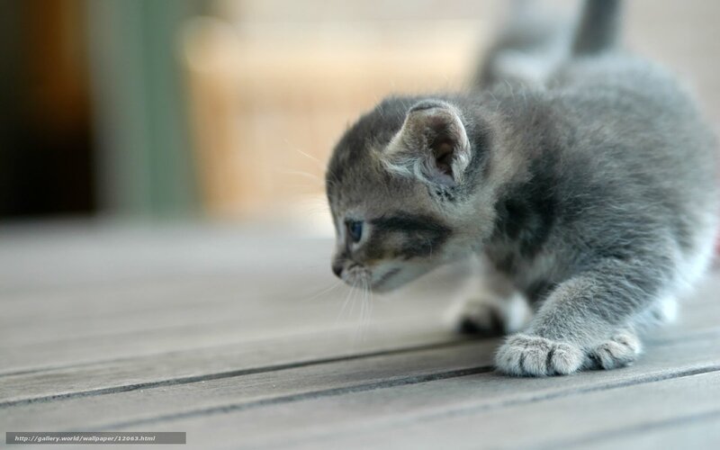gray kitten on wooden deck