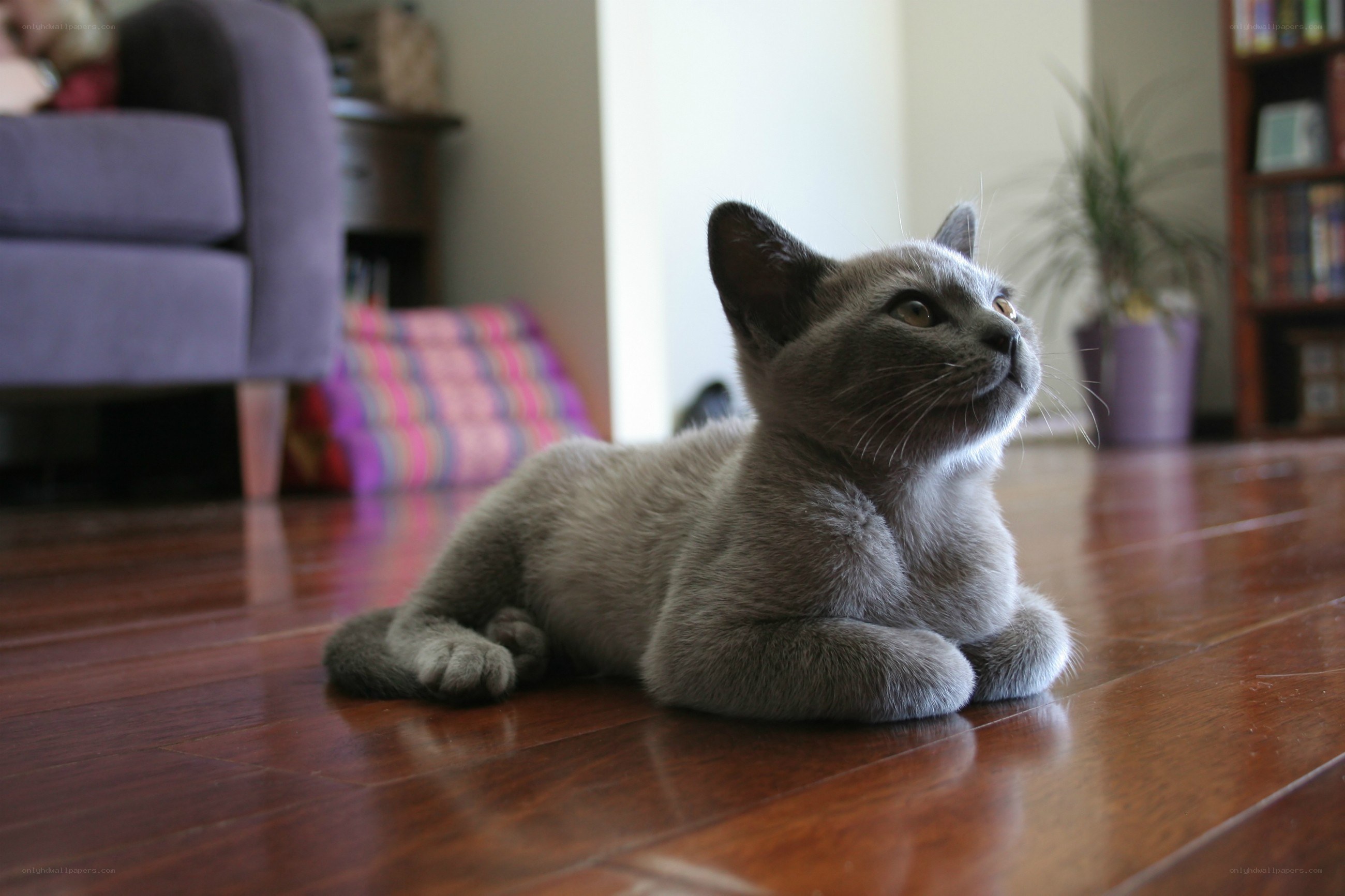 gray kitten on wooden floor