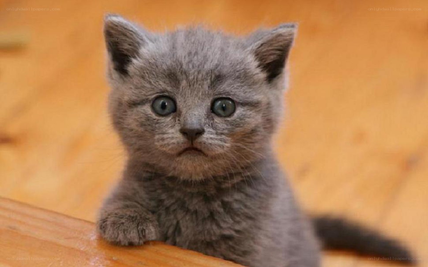 gray kitten on wooden surface