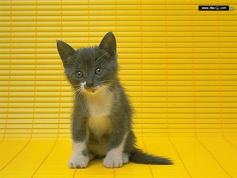 gray kitten on yellow background