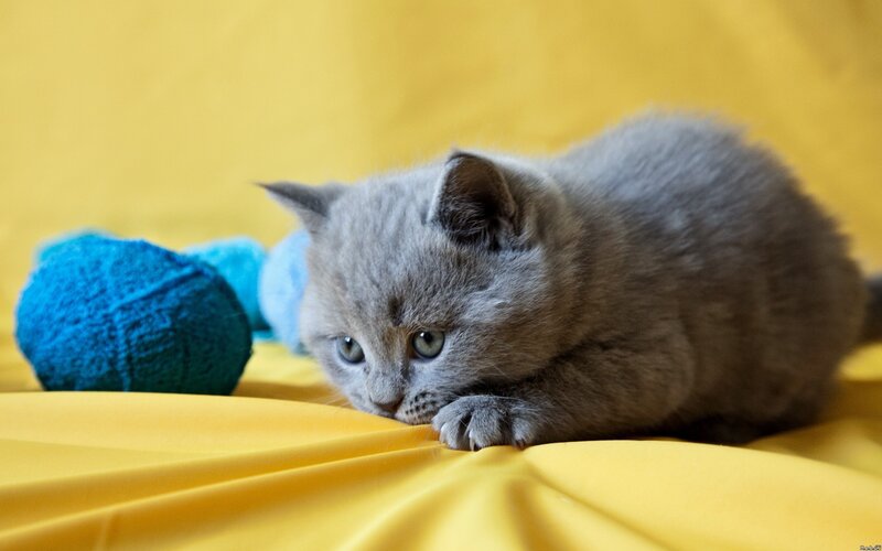 Gray Kitten on Yellow — Calm, Photograph