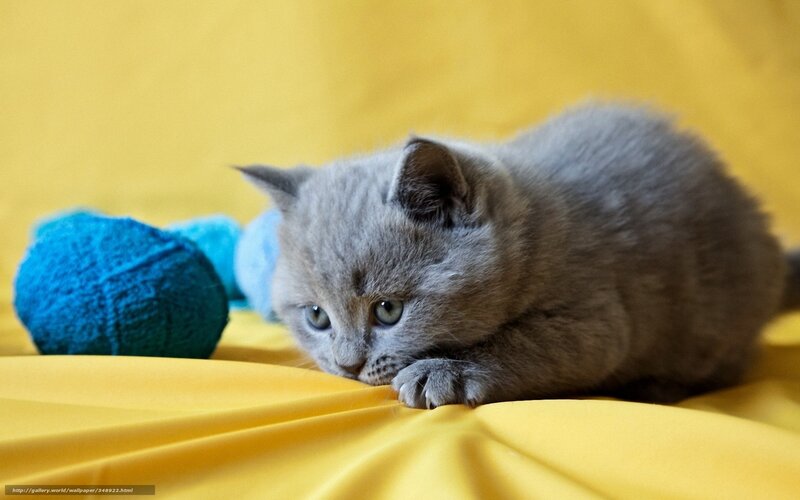 Gray Kitten on Yellow — Calm, Photograph, Yarn Balls