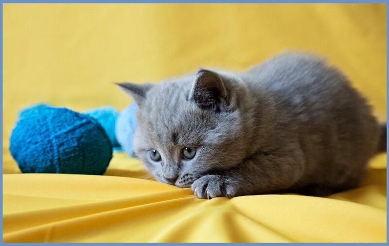 Gray Kitten on Yellow — Calm