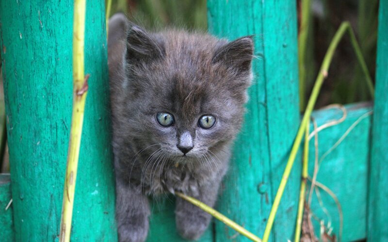 Gray Kitten Peeking — Curious, Photograph