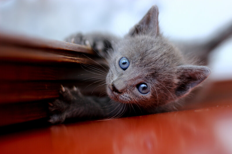 Gray Kitten Peeking — Curious
