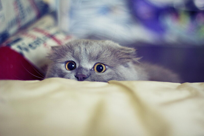 Gray Kitten Peeking Out