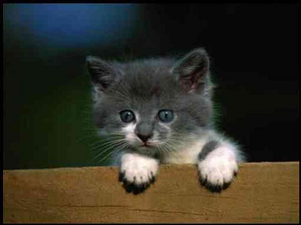 gray kitten peeking over edge