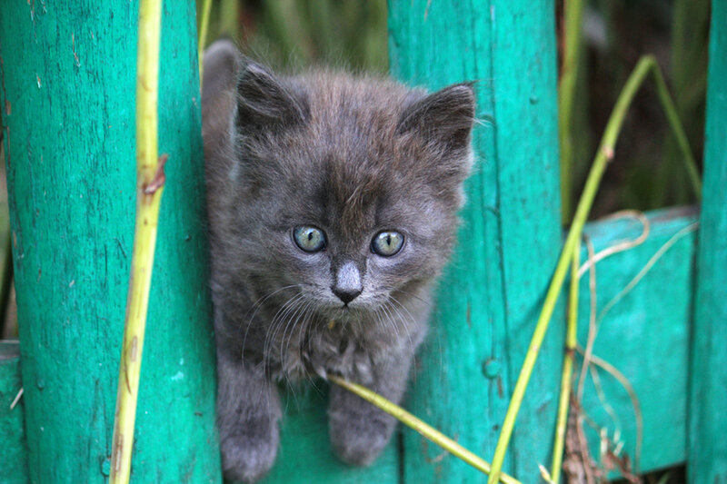 Gray Kitten Peeking