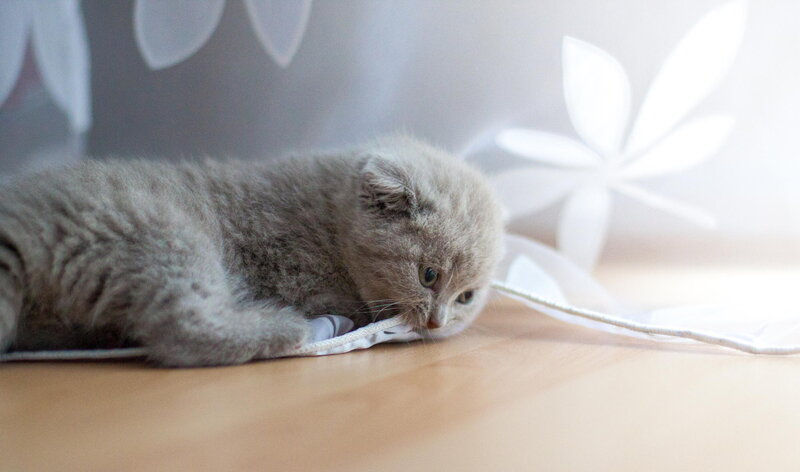 Gray Kitten Playing — Calm