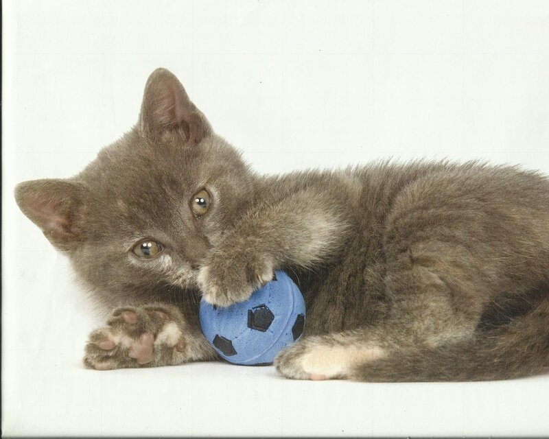 Gray Kitten Playing — Playful, Photograph, Blue Ball