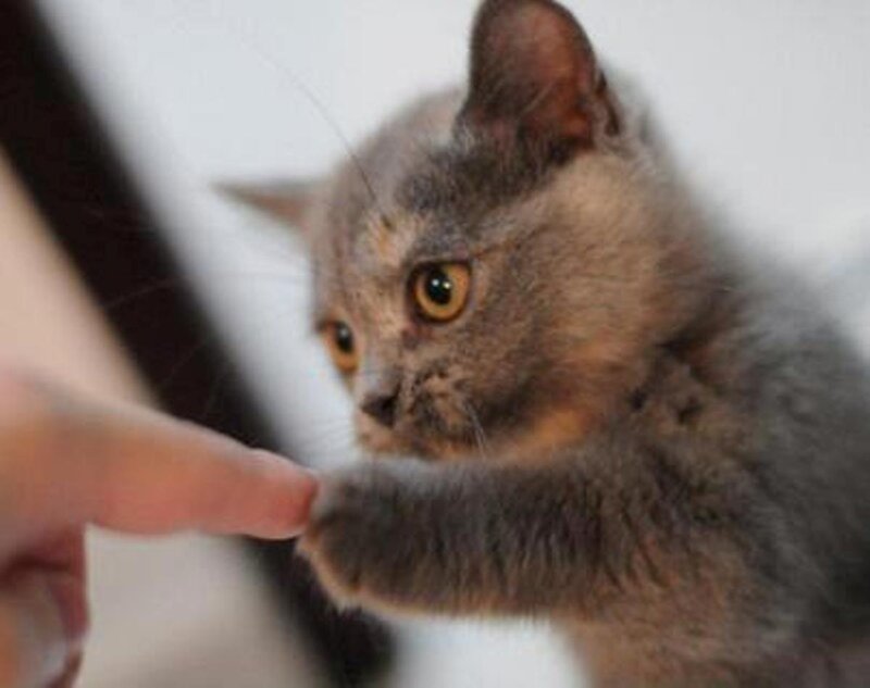 Gray Kitten Playing — Playful, Photograph, Finger