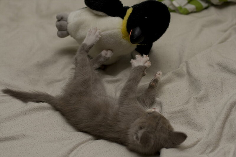 Gray Kitten Playing — Playful, Photograph