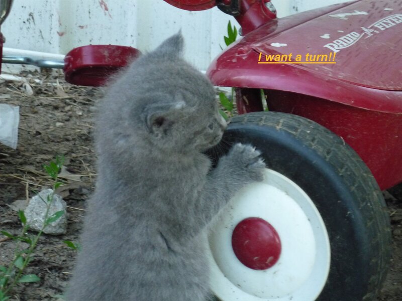 Gray Kitten Playing — Playful, Photograph, Tricycle