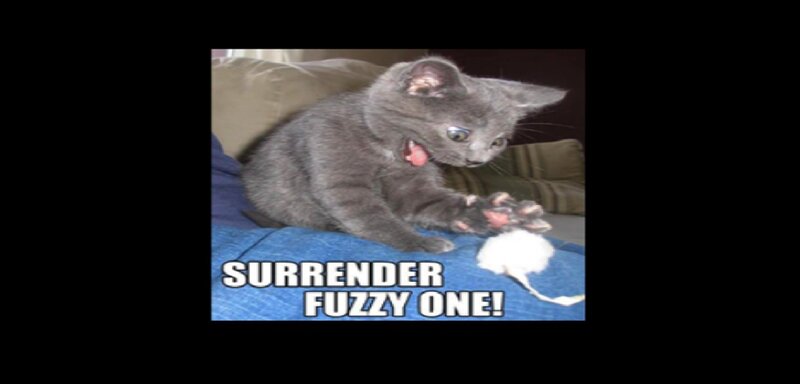 Gray Kitten Playing — Playful