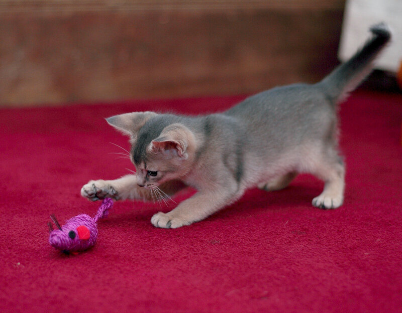 Gray Kitten Playing — Red