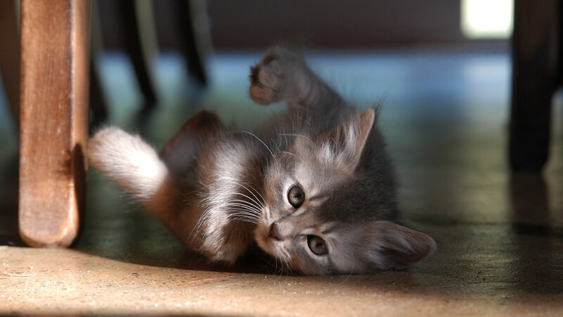 Gray Kitten Playing