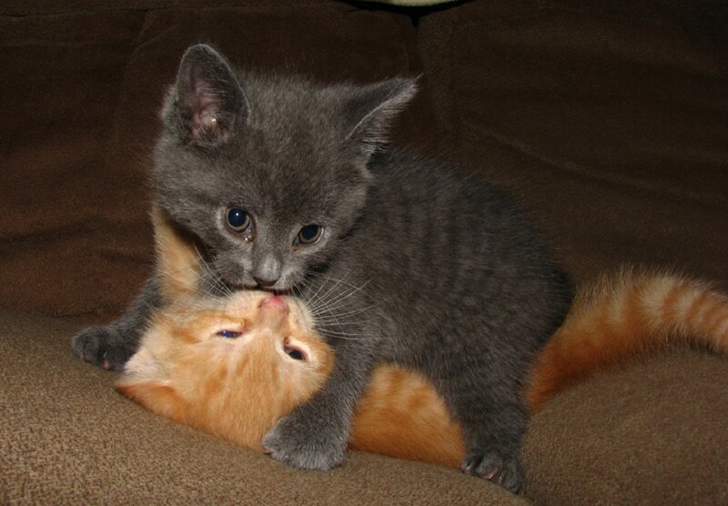 Gray Kitten Playing with Orange Kitten