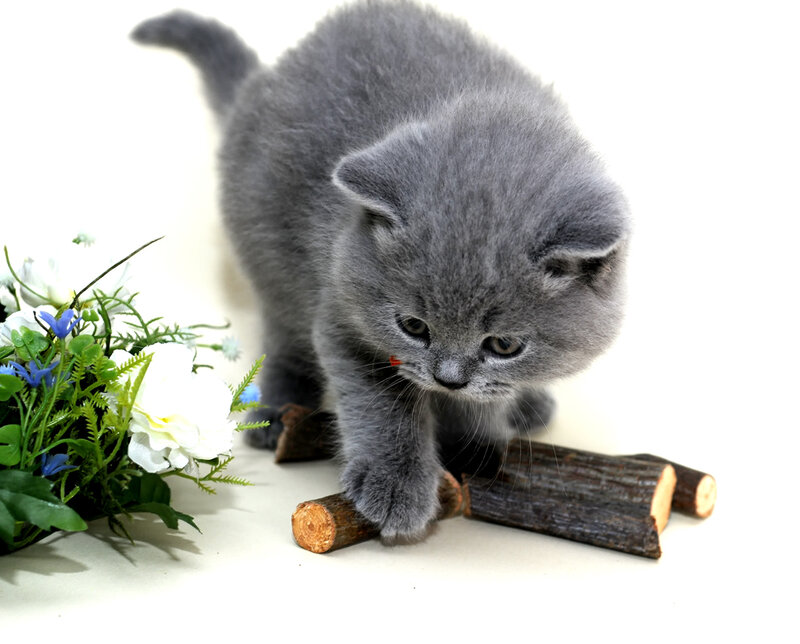 gray kitten playing with sticks