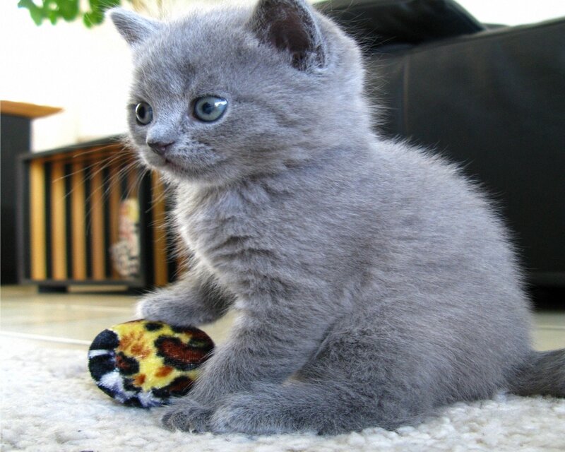 gray kitten playing with toy