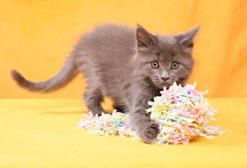 Gray Kitten Playing — Yellow
