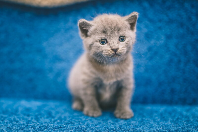 Gray Kitten Sitting — Blue