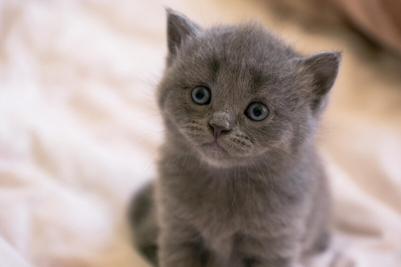 Gray Kitten Sitting — Calm, Photograph