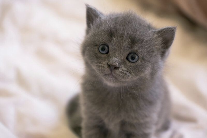 Gray Kitten Sitting — Calm, Photograph, Whiskers