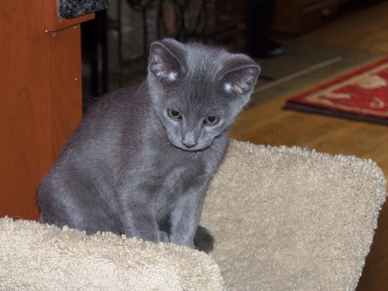 Gray Kitten Sitting — Calm