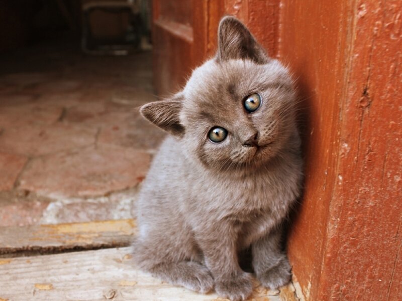 Gray Kitten Sitting — Curious