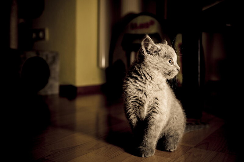 Gray Kitten Sitting — Dramatic