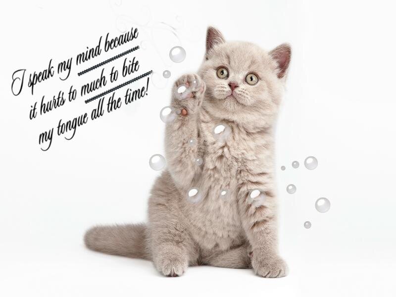 Gray Kitten Sitting — Playful