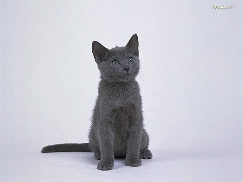 Gray Kitten Sitting