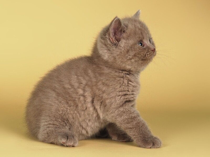 Gray Kitten Sitting — Yellow