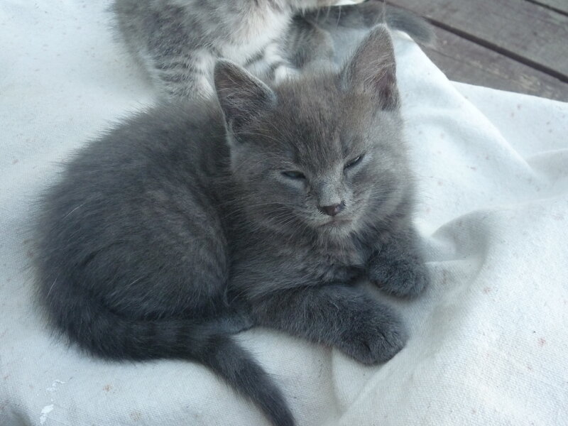 Gray Kitten Sleeping — Calm