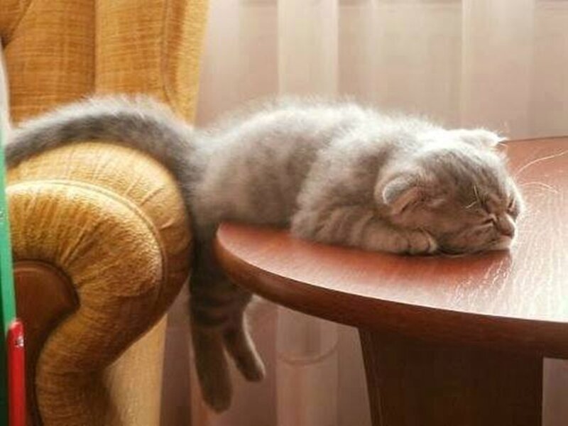 Gray Kitten Sleeping — Peaceful, Morning