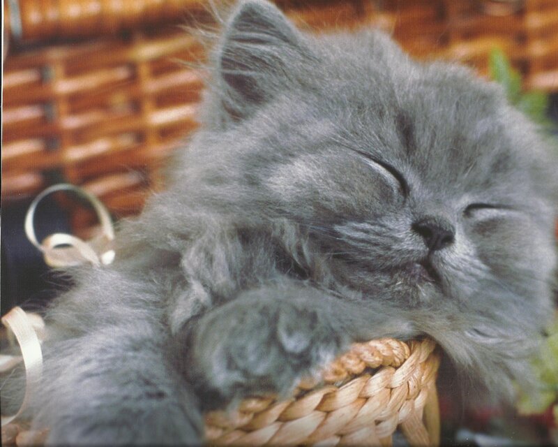 Gray Kitten Sleeping — Peaceful, Photograph, Basket