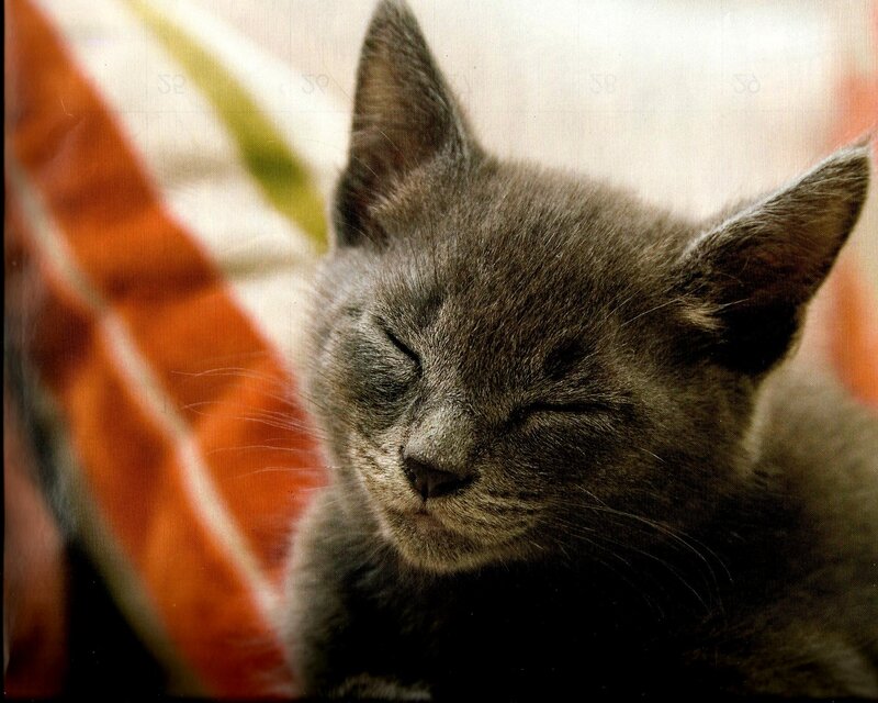 Gray Kitten Sleeping — Peaceful, Photograph, Blanket