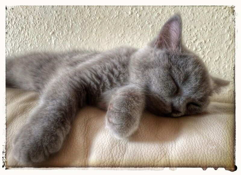 Gray Kitten Sleeping — Peaceful, Photograph, Cat, Pillow