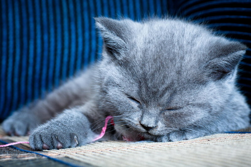 Gray Kitten Sleeping — Peaceful, Photograph, Cat, String