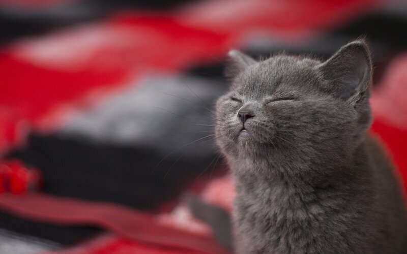 Gray Kitten Sleeping — Peaceful, Photograph, Cat