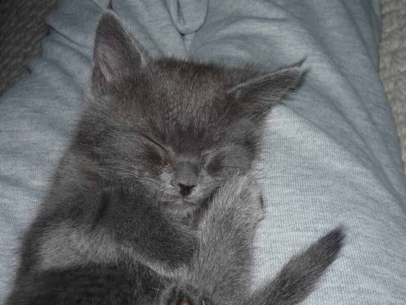 Gray Kitten Sleeping — Peaceful, Photograph, Person