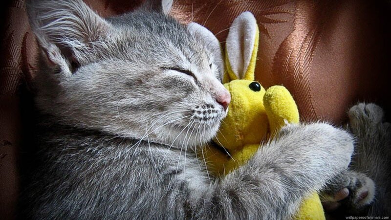 Gray Kitten Sleeping — Peaceful, Photograph, Stuffed Toy